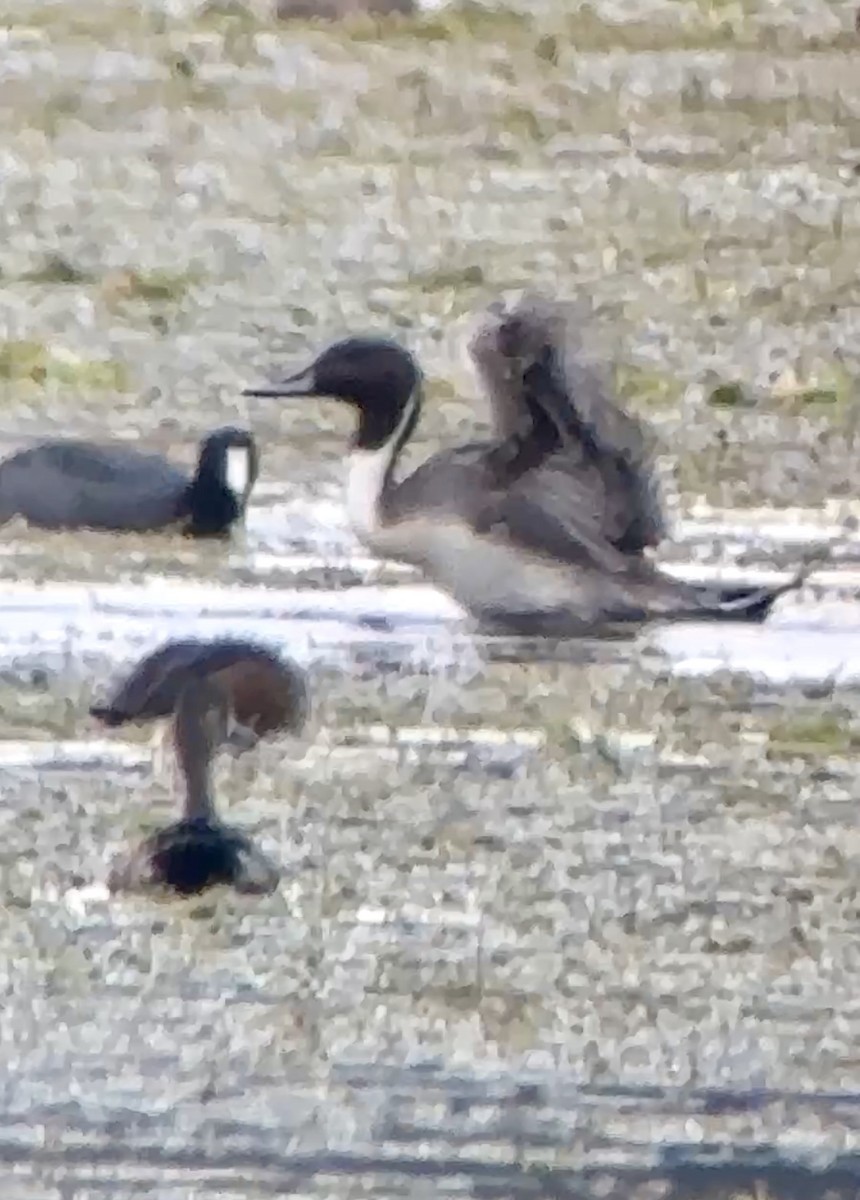 Шилохвіст північний - ML646531519