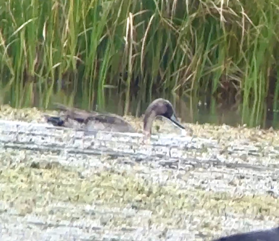 Шилохвіст північний - ML646531520