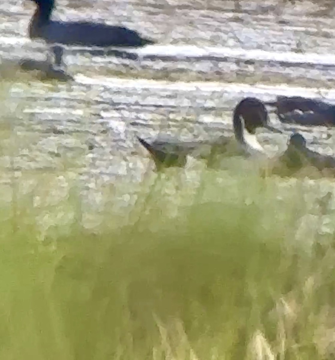 Шилохвіст північний - ML646531521