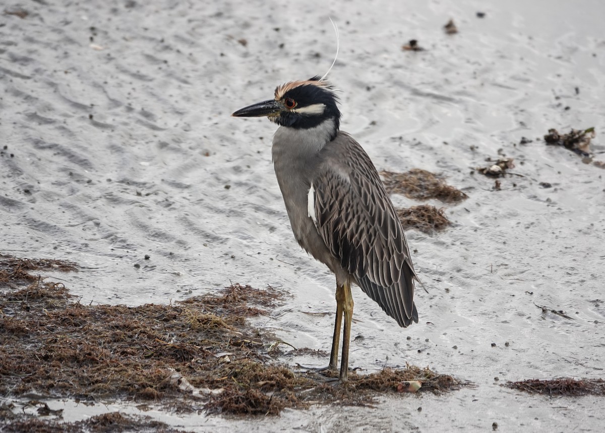 Квак чорногорлий - ML646531522