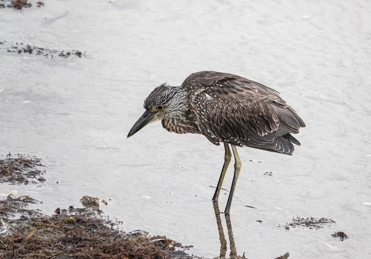 Квак чорногорлий - ML646531523