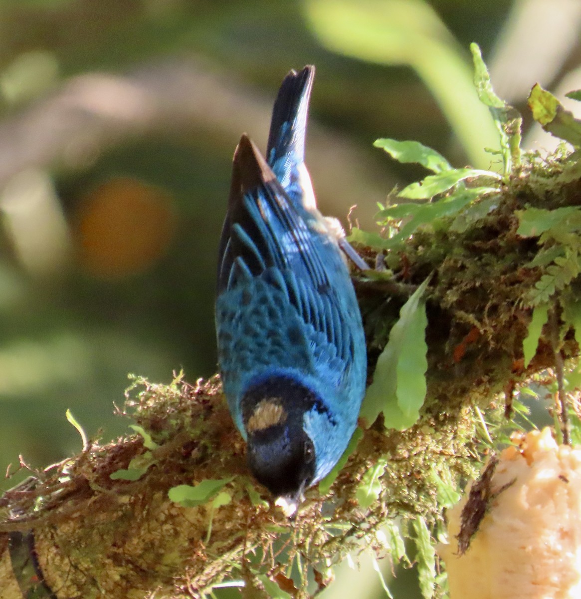 Танагра блакитна - ML646531524