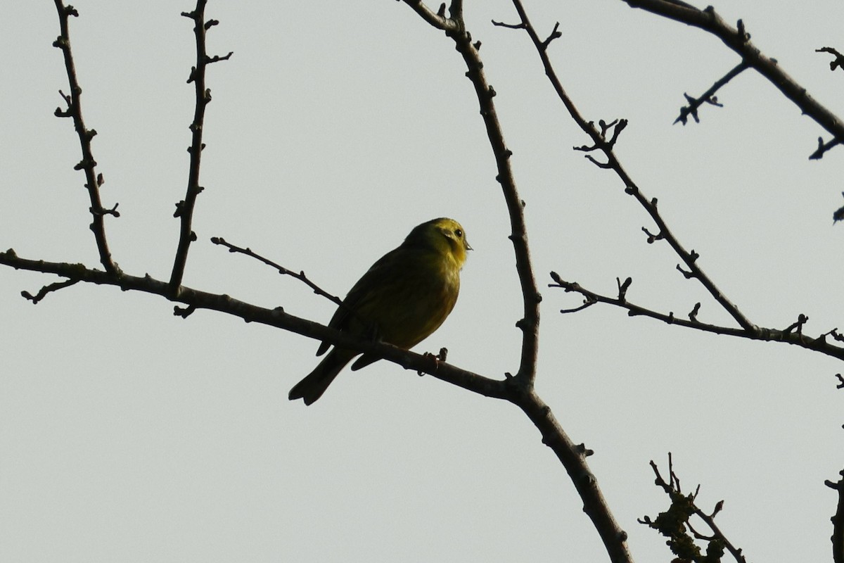 Вівсянка звичайна - ML646531526