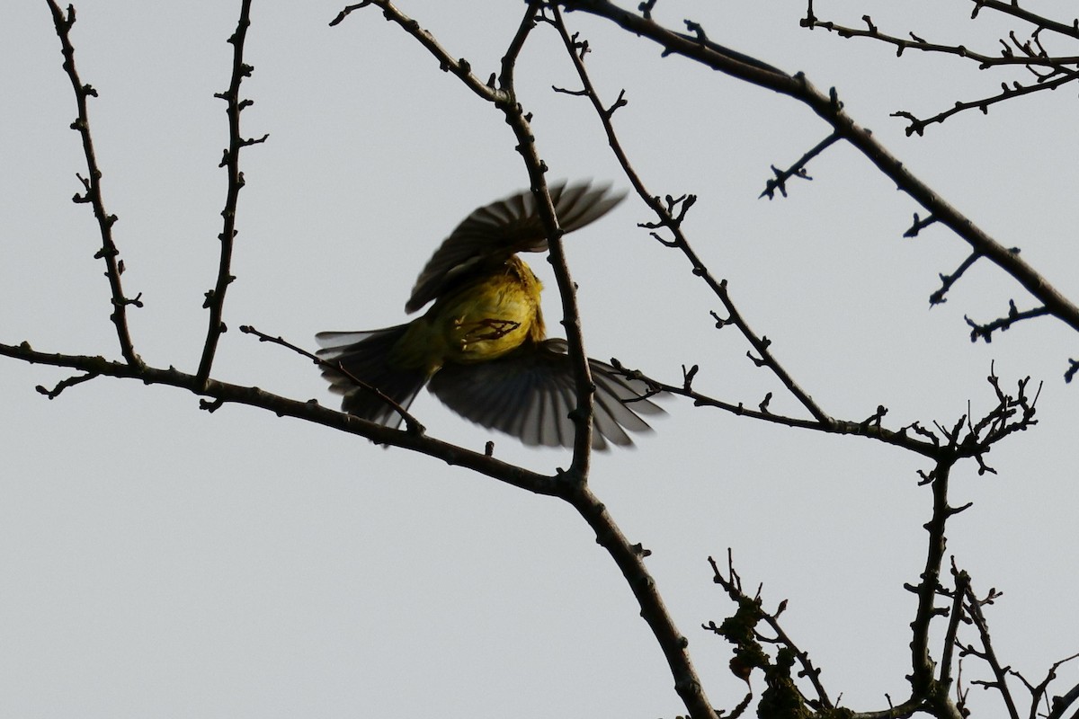 Вівсянка звичайна - ML646531527