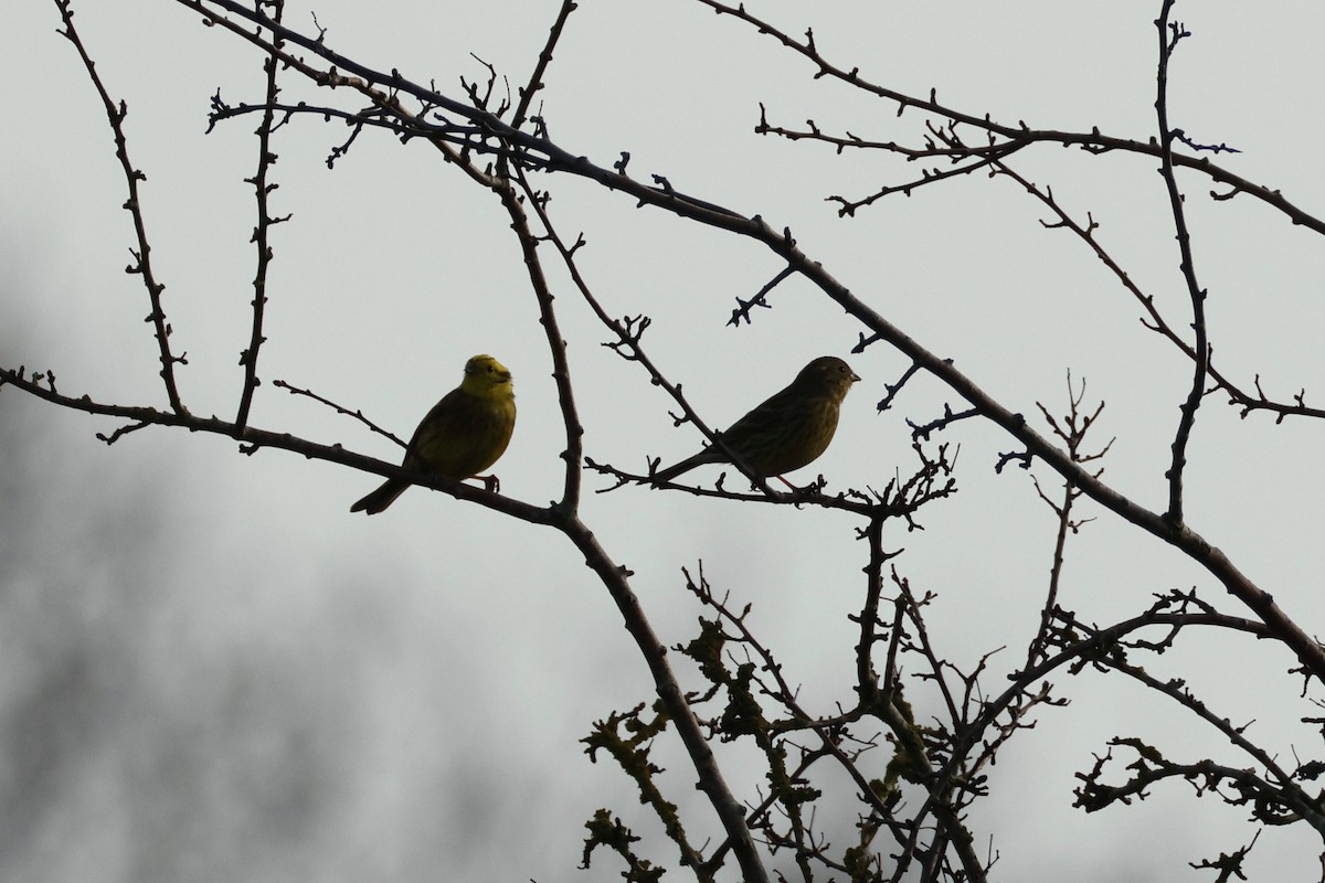 Вівсянка звичайна - ML646531528