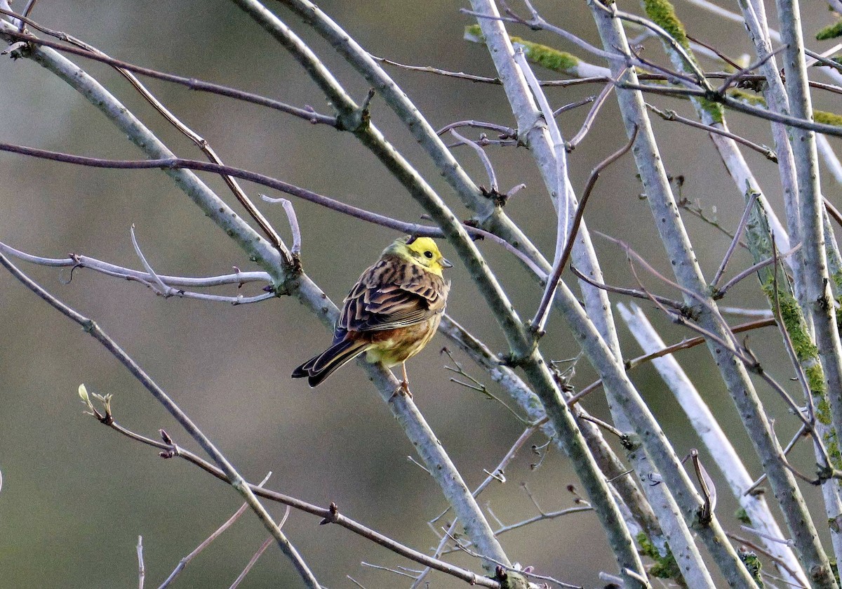 Вівсянка звичайна - ML646531529
