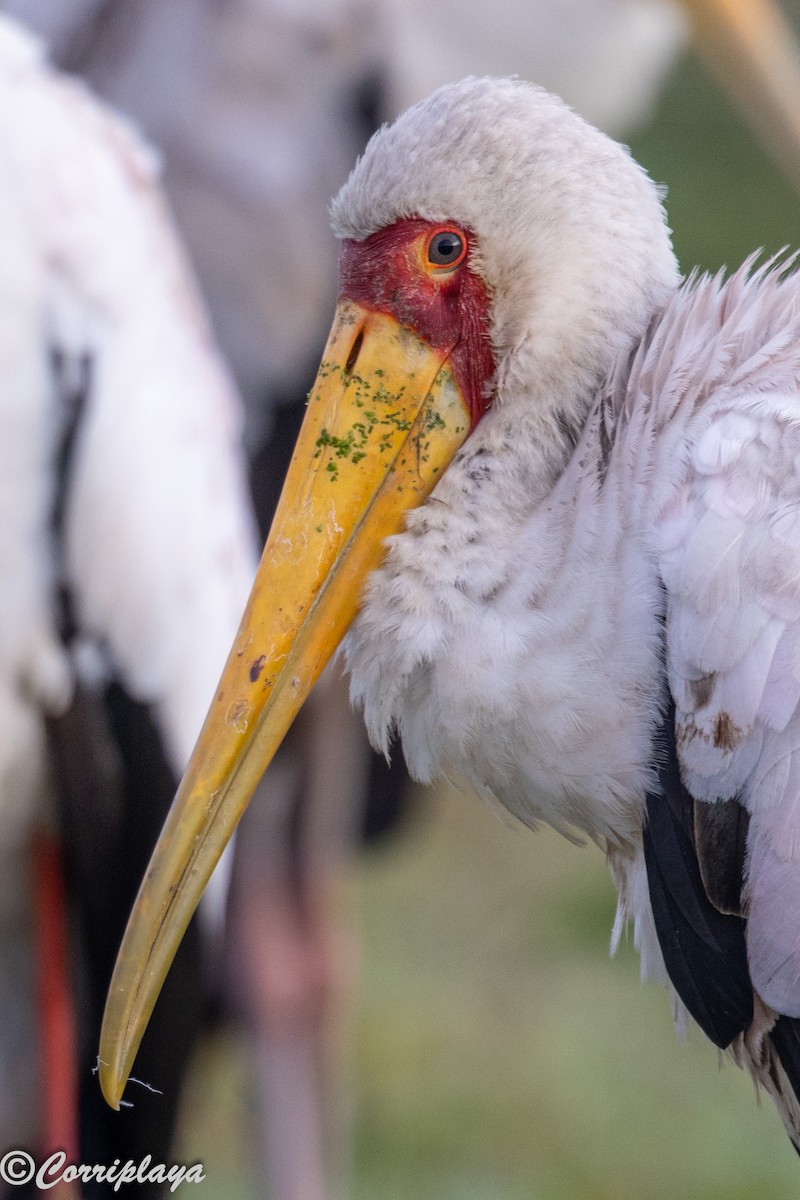 Лелека-тантал африканський - ML646531531