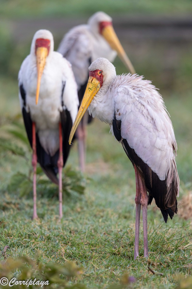 Лелека-тантал африканський - ML646531532