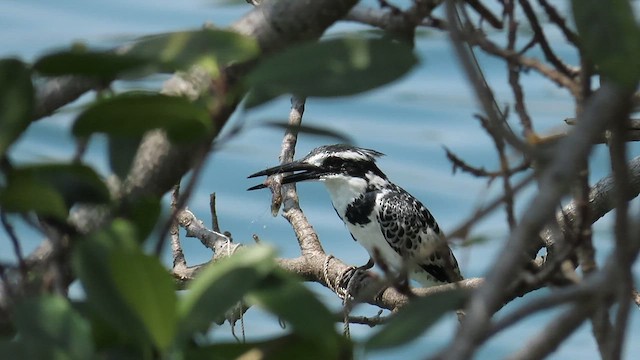 Pied Kingfisher - ML646531533