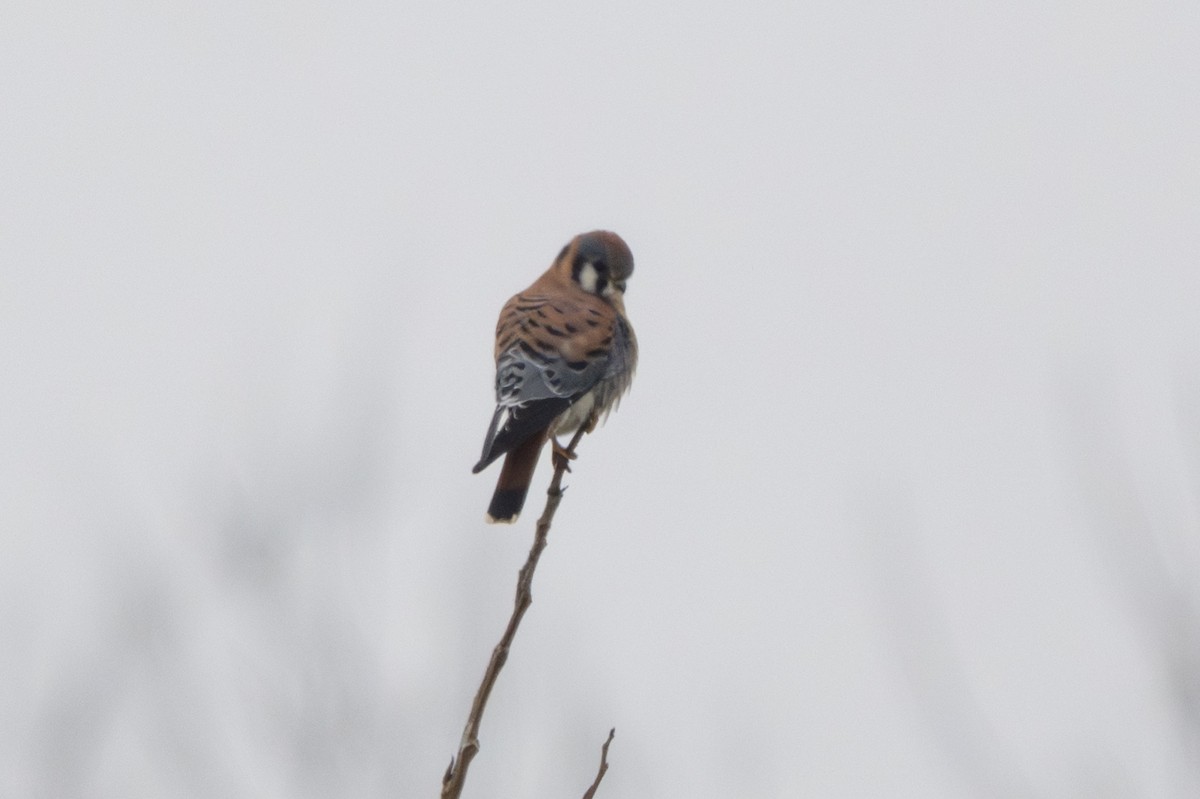 Боривітер американський - ML646531534