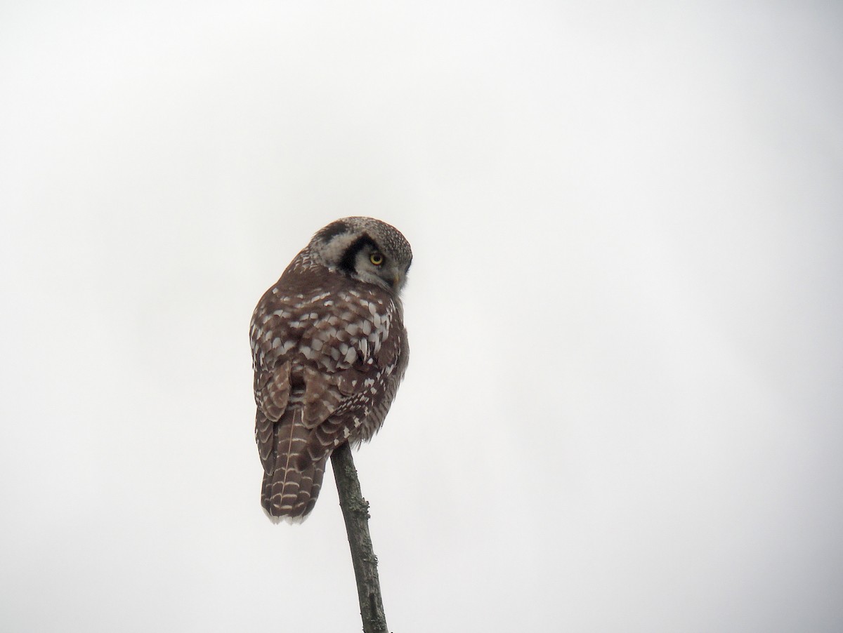 Сова яструбина - ML646531535