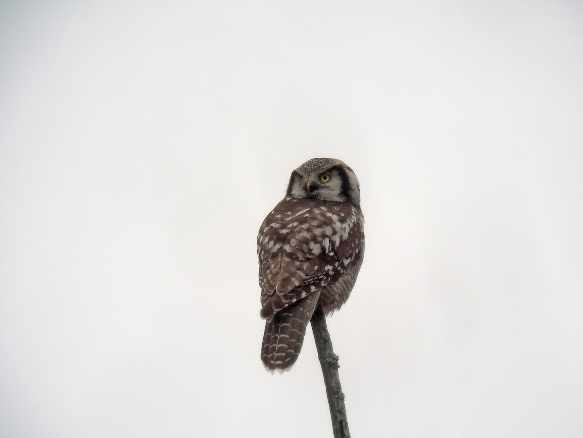 Сова яструбина - ML646531536