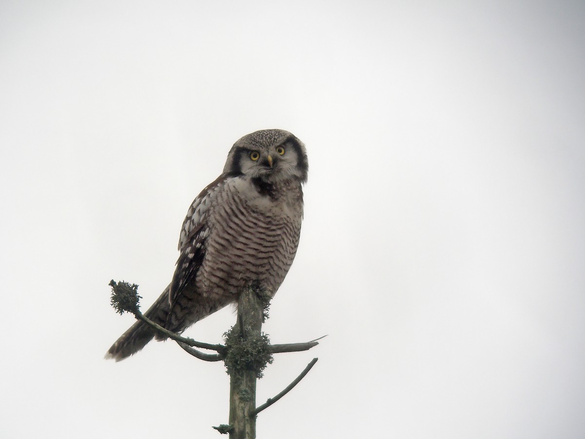 Сова яструбина - ML646531537