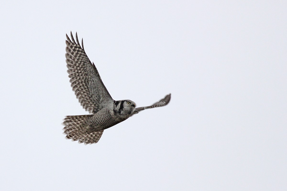 Northern Hawk Owl - ML646531538