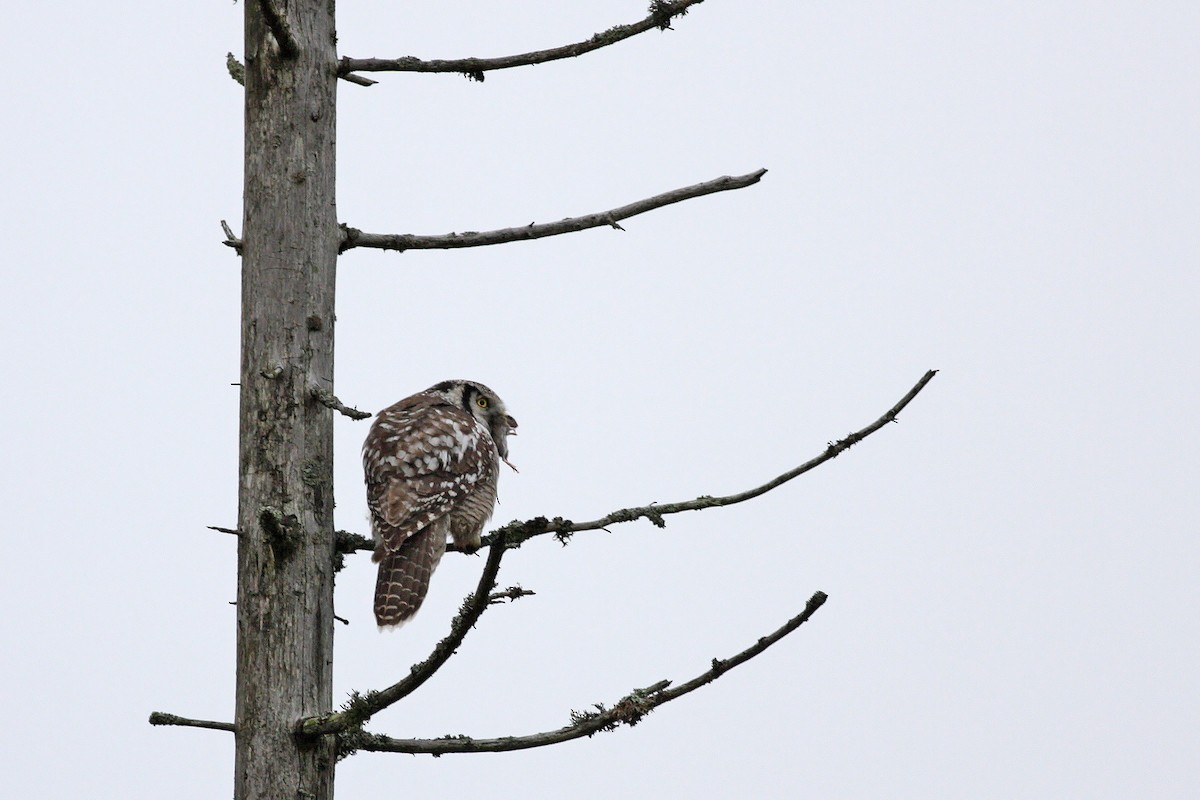 Сова яструбина - ML646531539