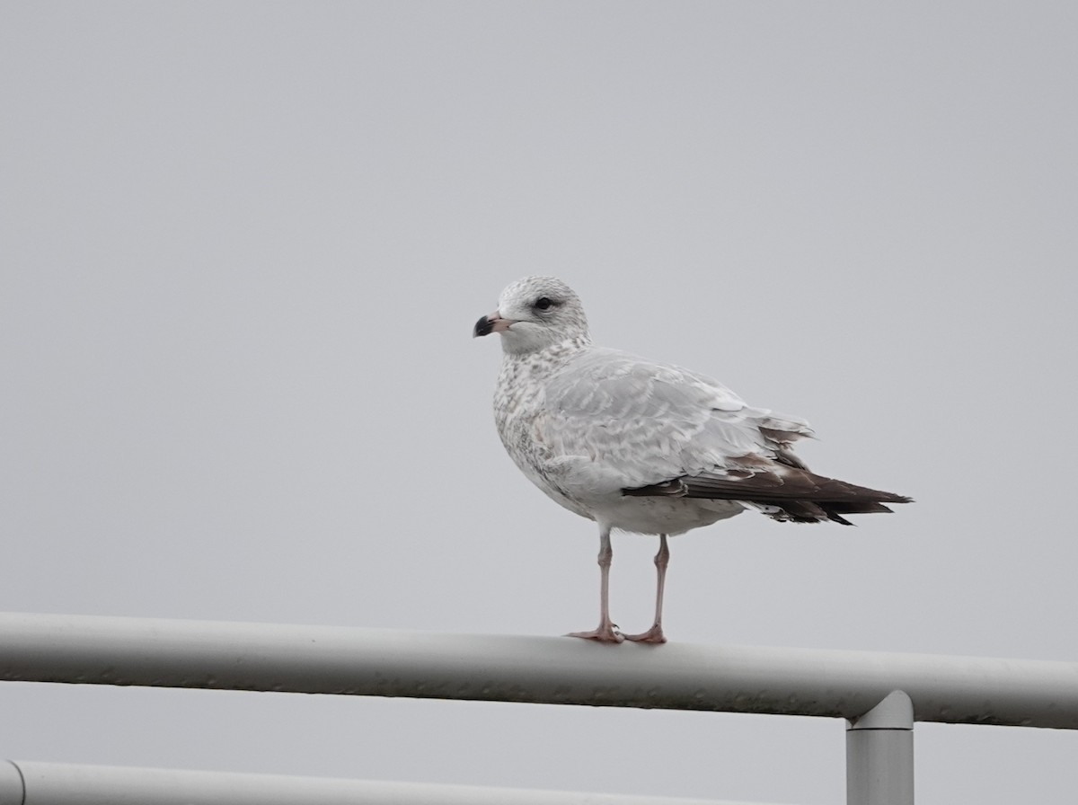 Мартин делаверський - ML646531541