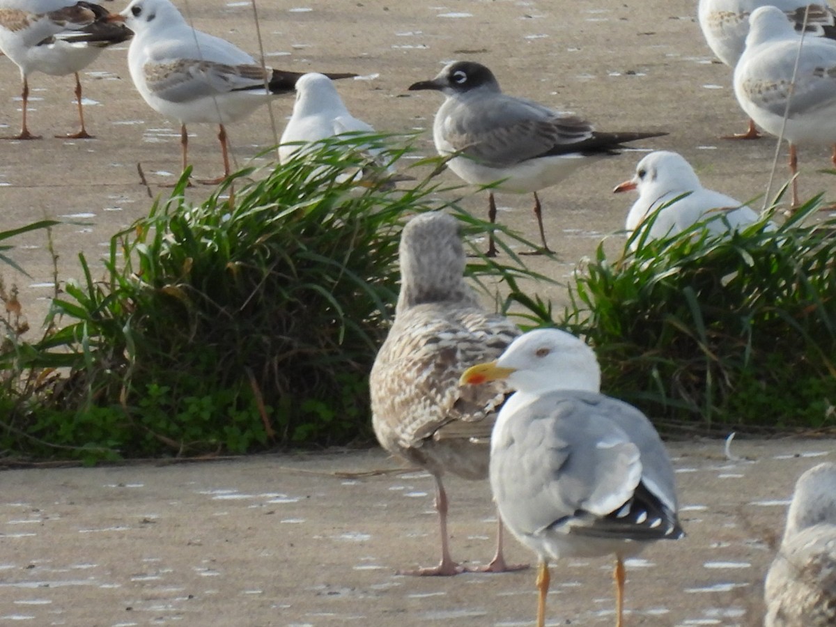 弗氏鷗 - ML646531543