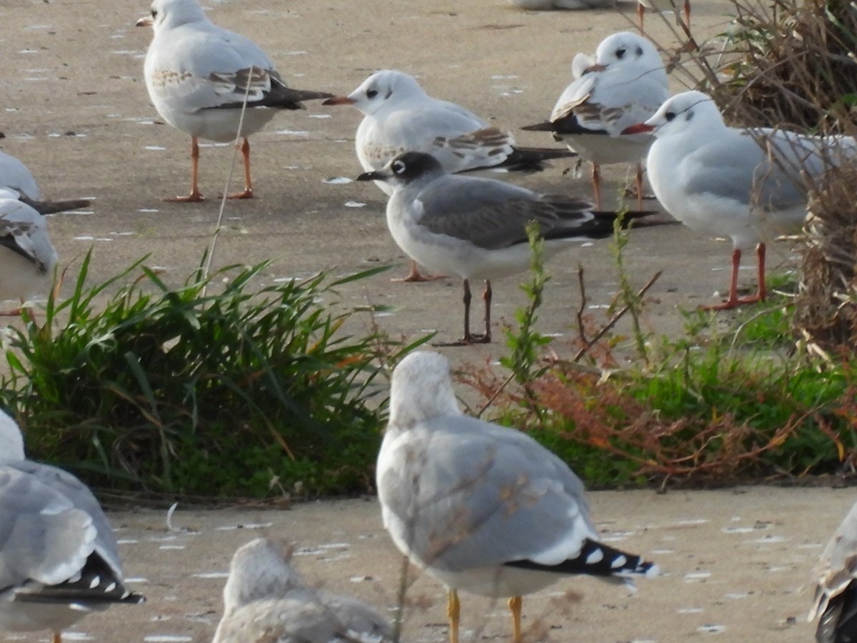 弗氏鷗 - ML646531544