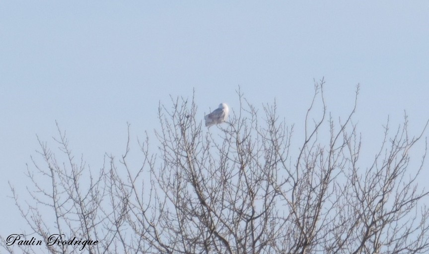 Сова біла - ML646531545