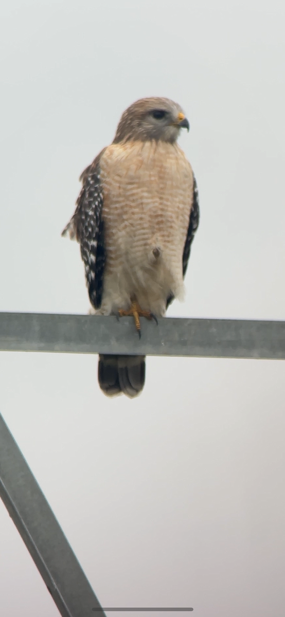 Красноплечий канюк - ML646531548