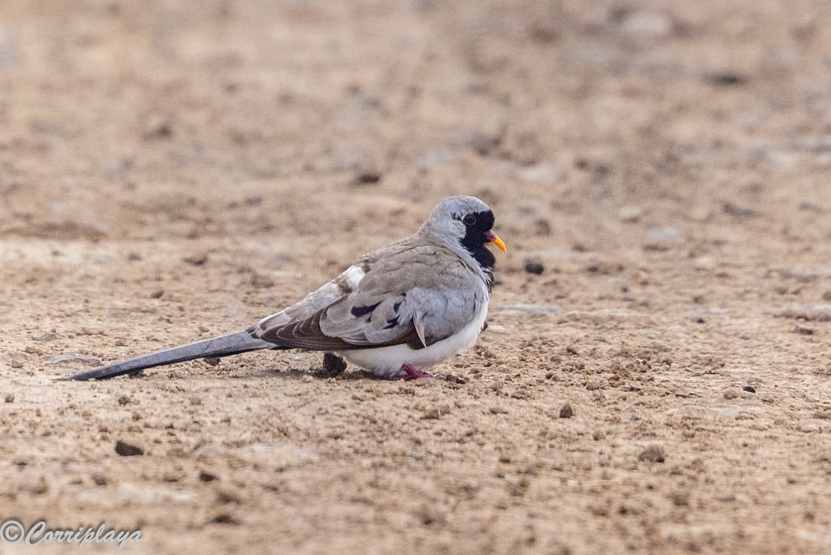 Горлиця капська - ML646531549