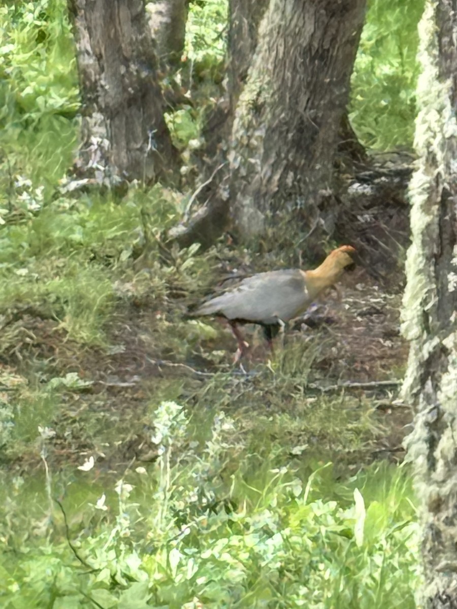 İbikli Sarıca Aynak - ML646531553