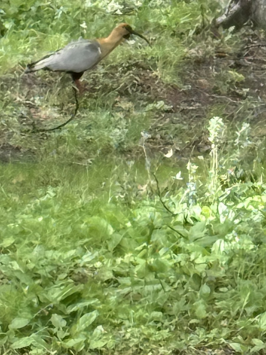 İbikli Sarıca Aynak - ML646531554