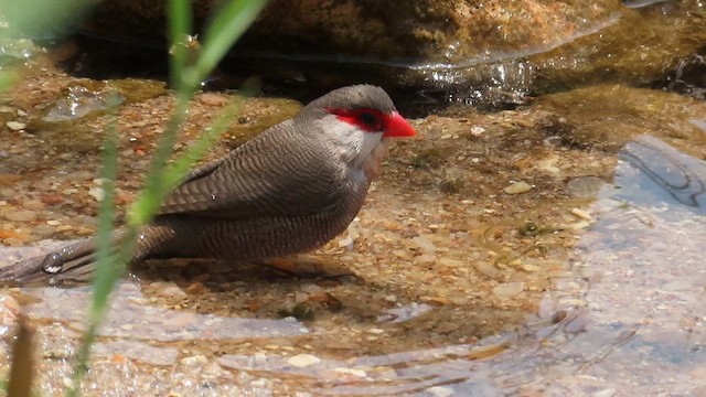 Common Waxbill - ML646531555