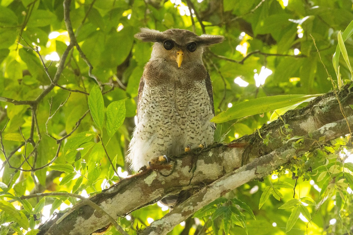 malayhubro - ML646531560