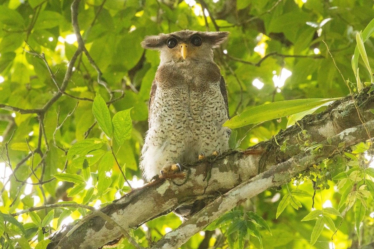 malayhubro - ML646531561