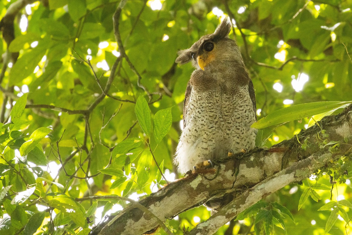 malayhubro - ML646531562