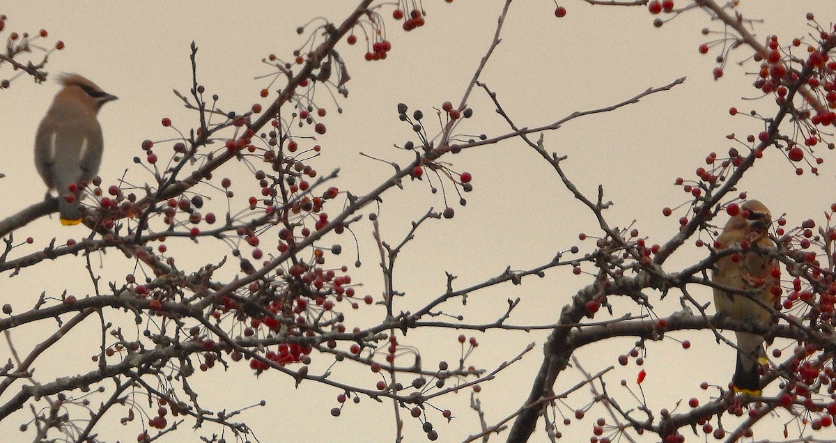 Cedar Waxwing - ML646531564