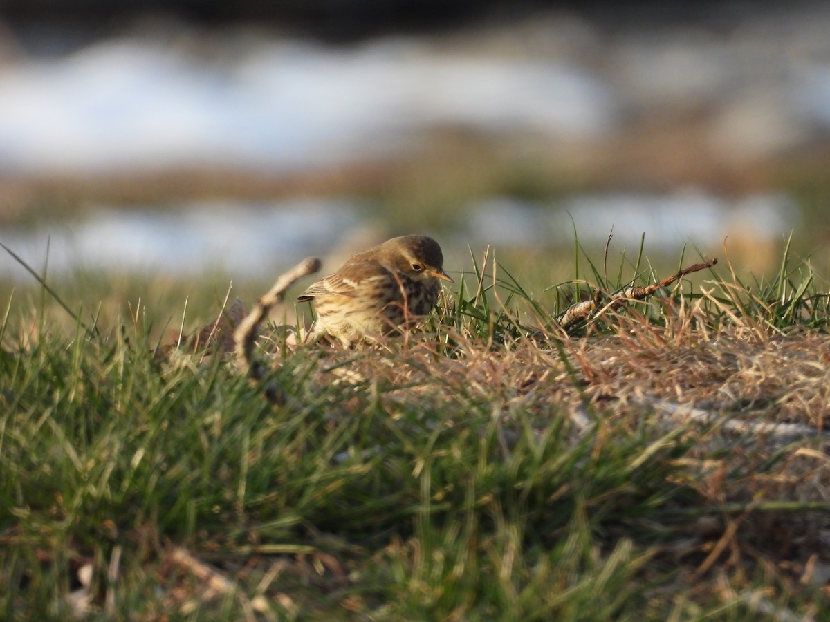 American Pipit - ML646531565