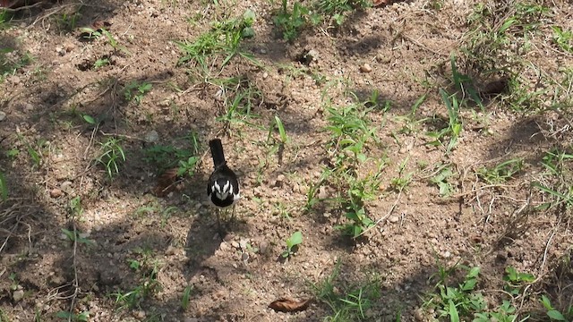 African Pied Wagtail - ML646531566