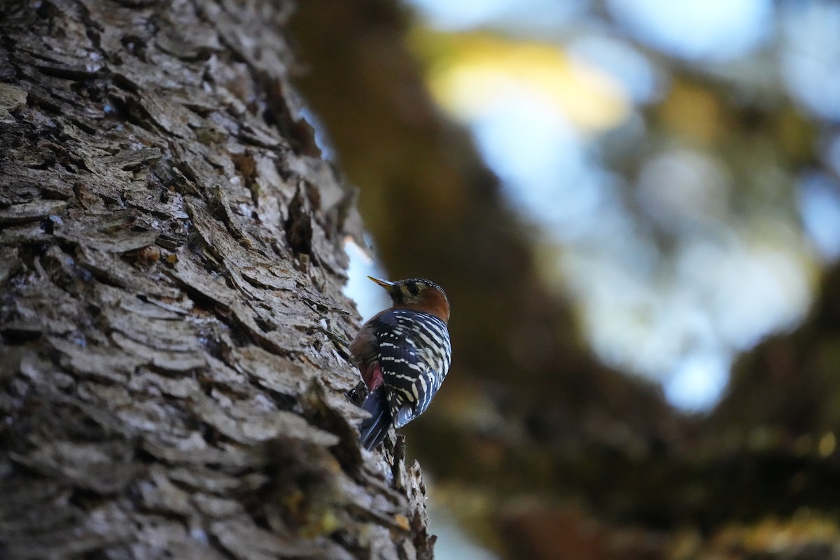 棕腹啄木 - ML646531567