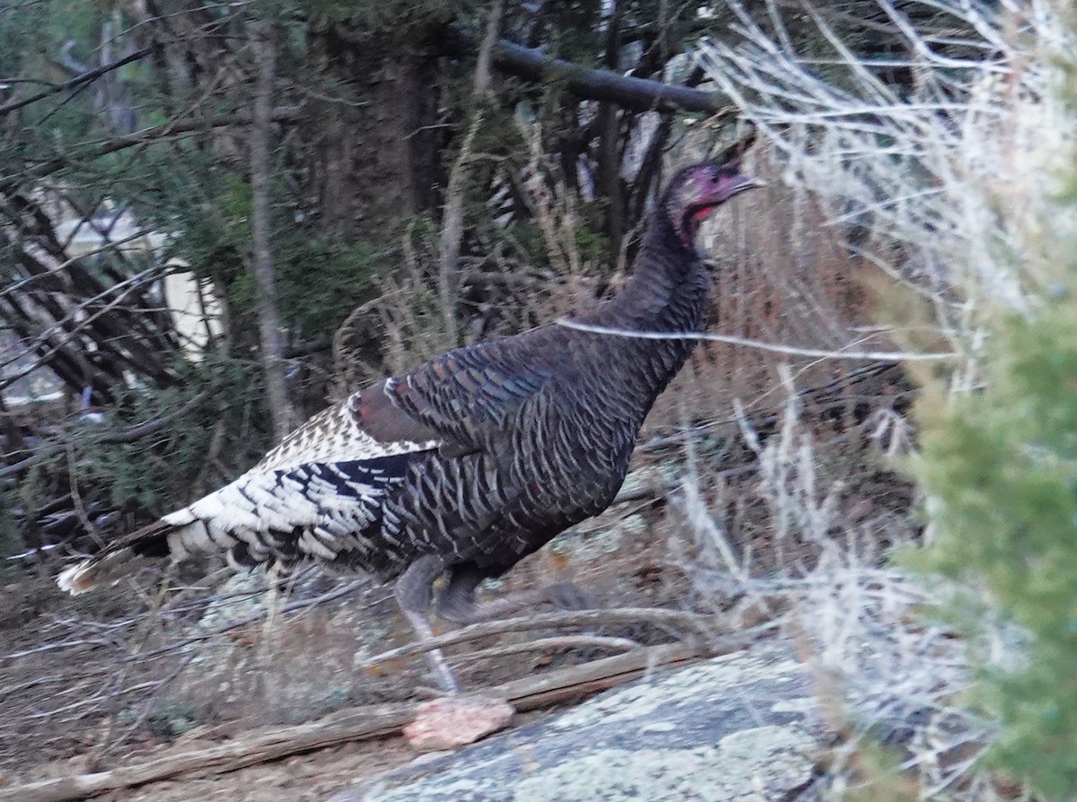 Wild Turkey - ML646531568