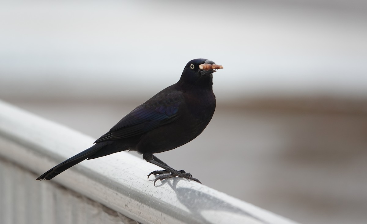 Common Grackle - ML646531579