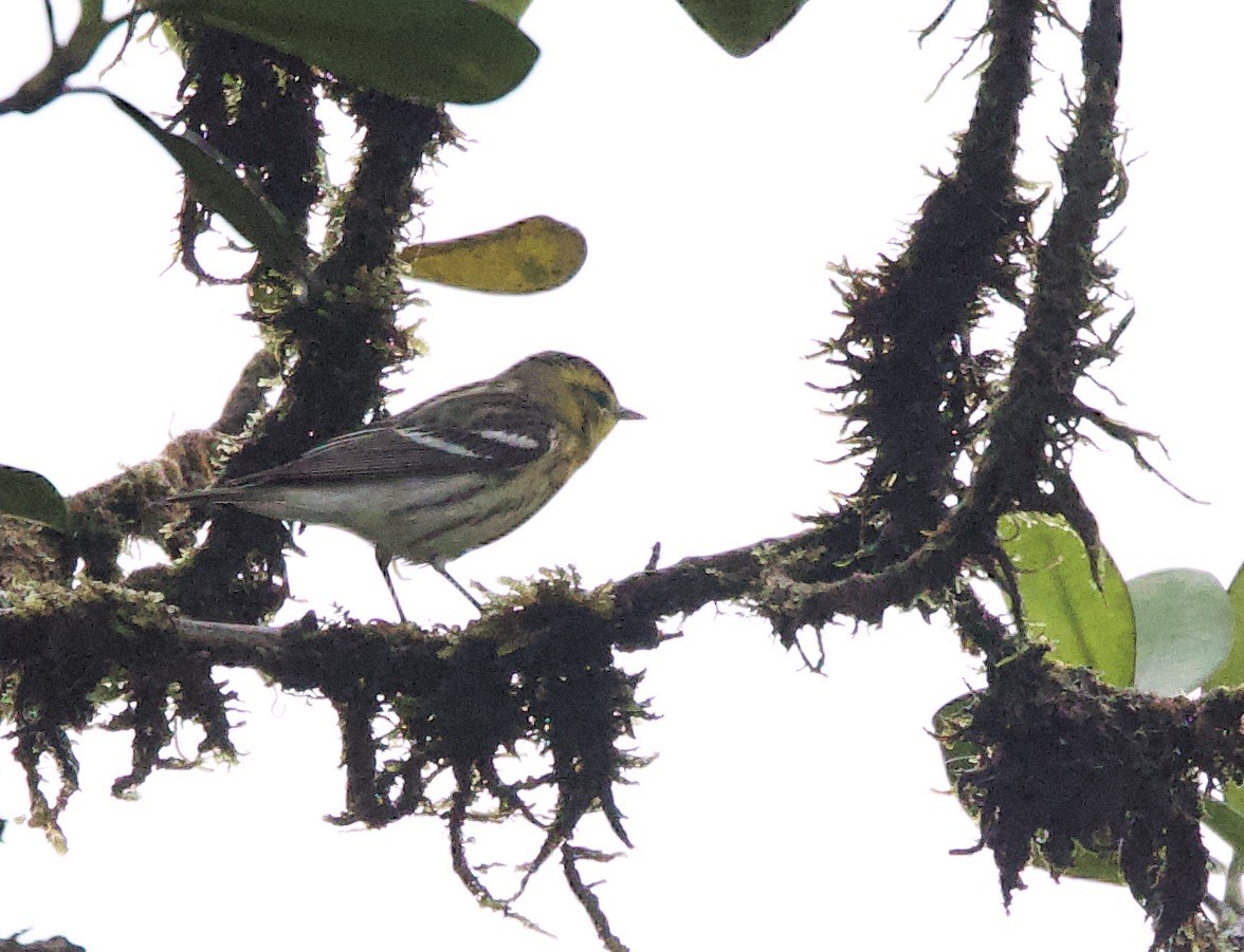 Пісняр-лісовик рудоволий - ML646531590