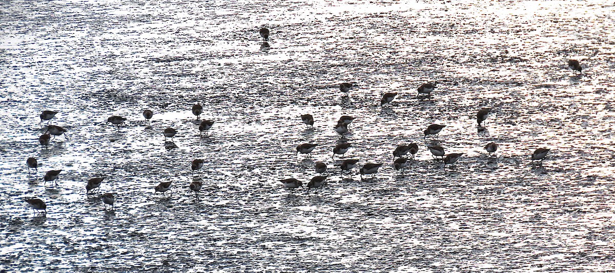 Western Sandpiper - ML646531593