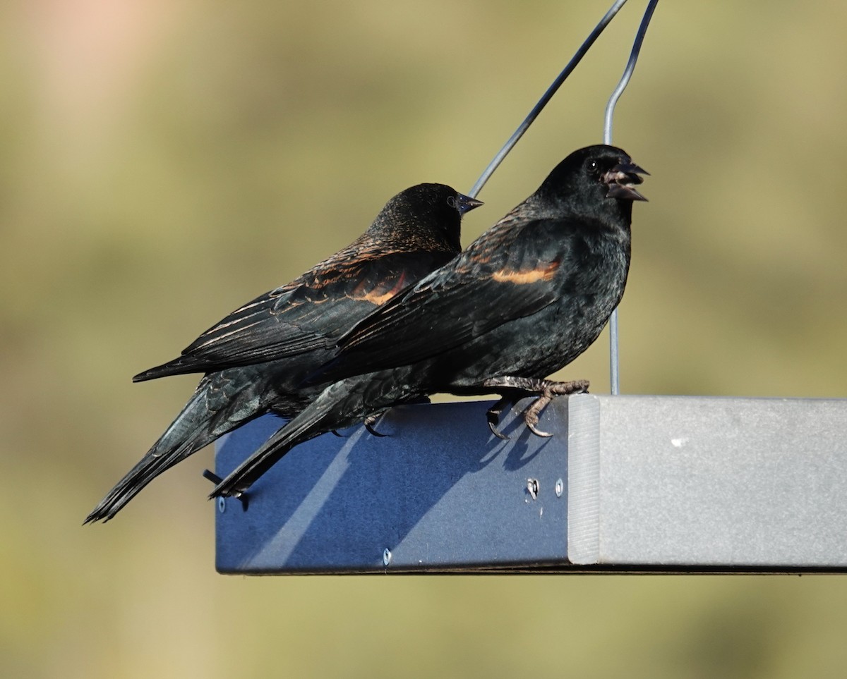 Red-winged Blackbird - ML646531595
