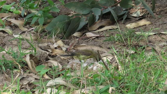 Bronze Sunbird - ML646531596