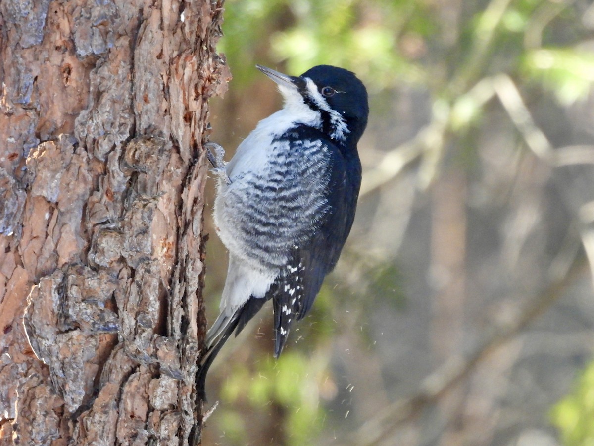 Black-backed Woodpecker - ML646531599