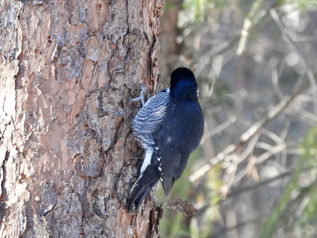 Black-backed Woodpecker - ML646531600