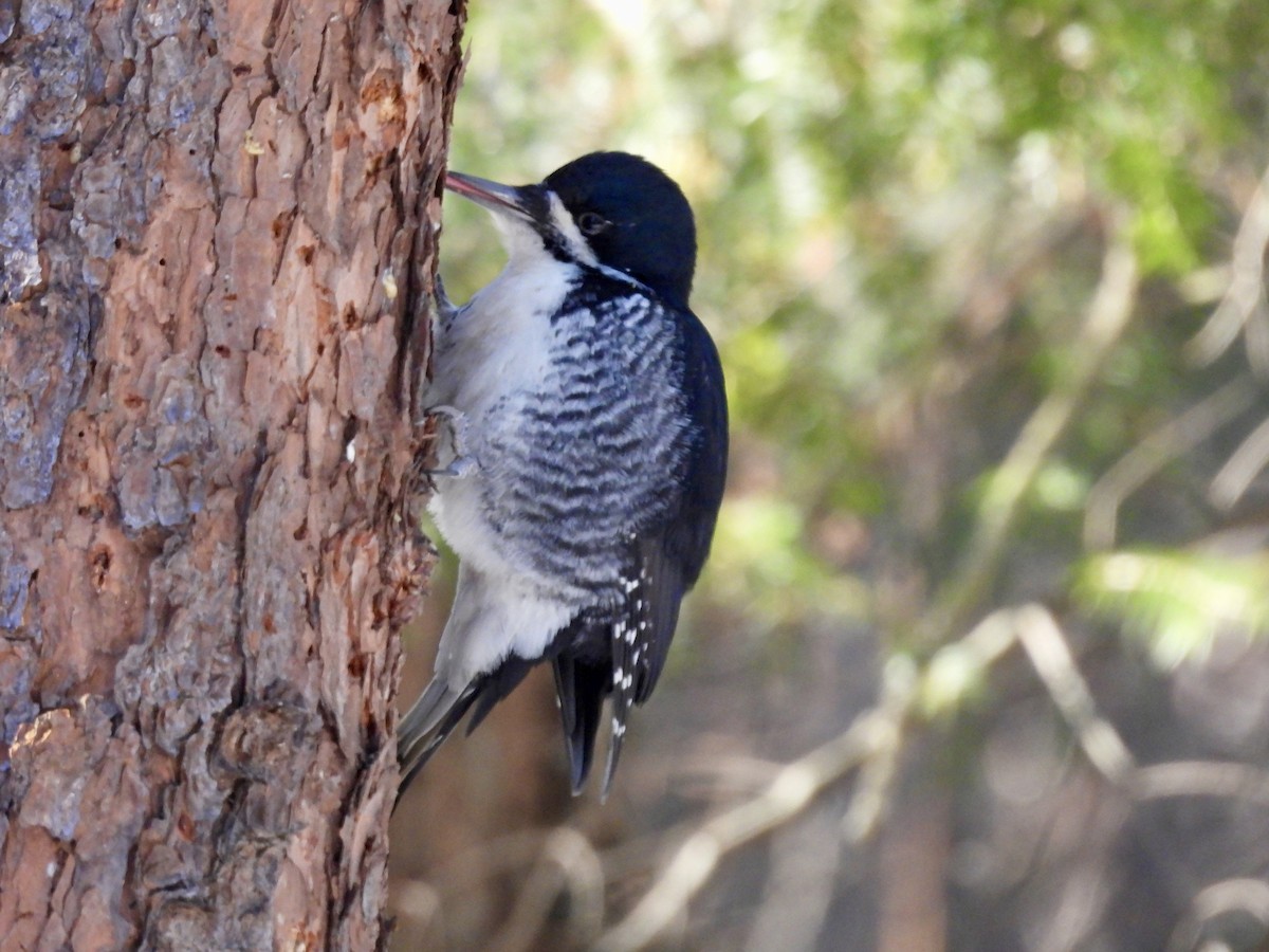 Black-backed Woodpecker - ML646531601