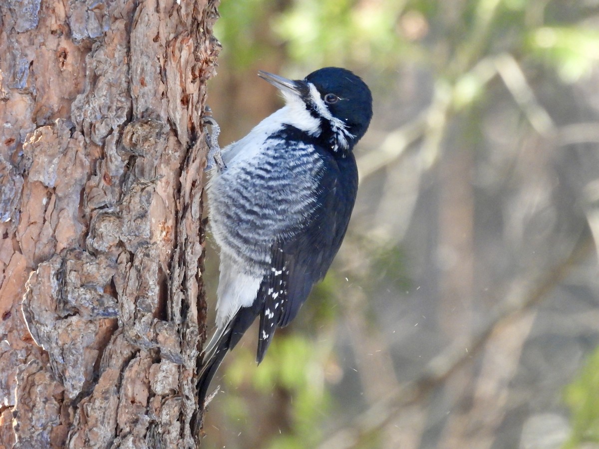 Black-backed Woodpecker - ML646531602