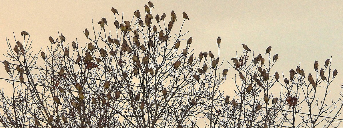 Cedar Waxwing - ML646531604