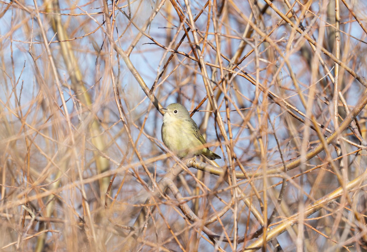 Reinita Amarilla/de Manglar - ML646531606