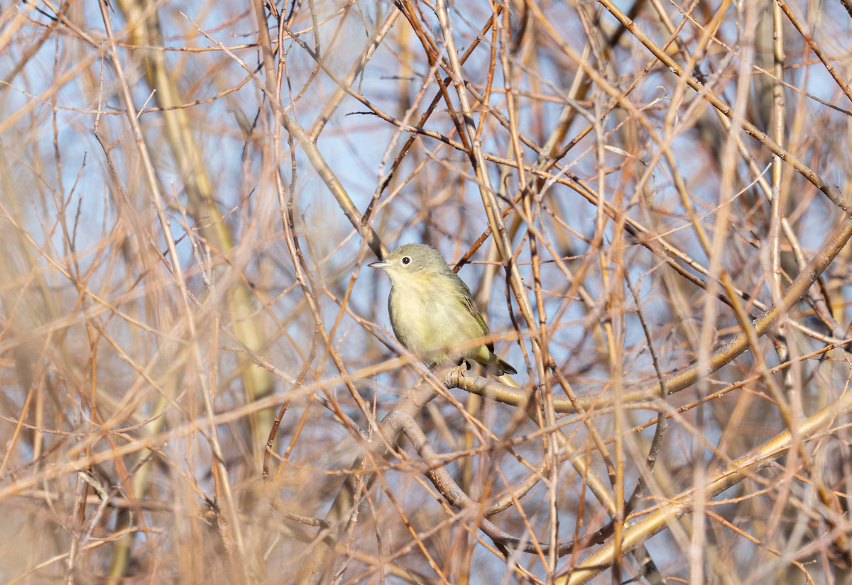 Reinita Amarilla/de Manglar - ML646531607