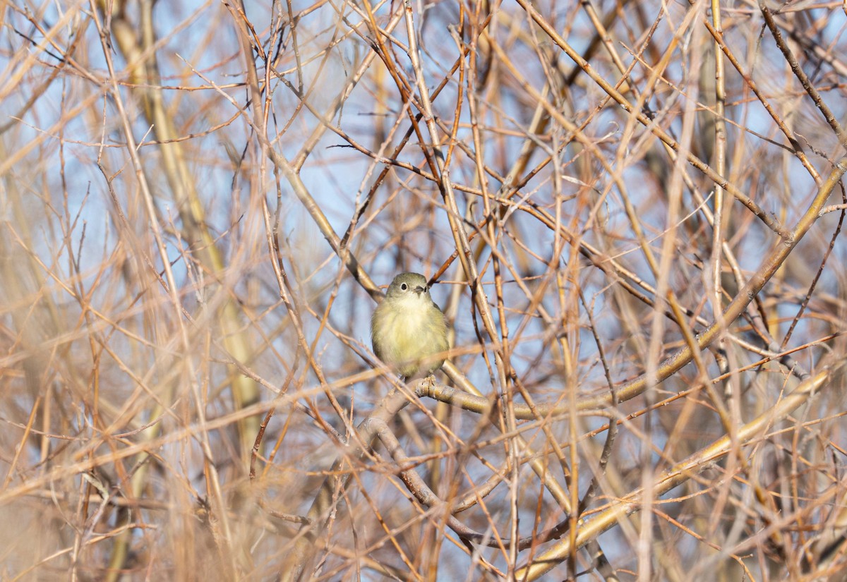 Reinita Amarilla/de Manglar - ML646531608