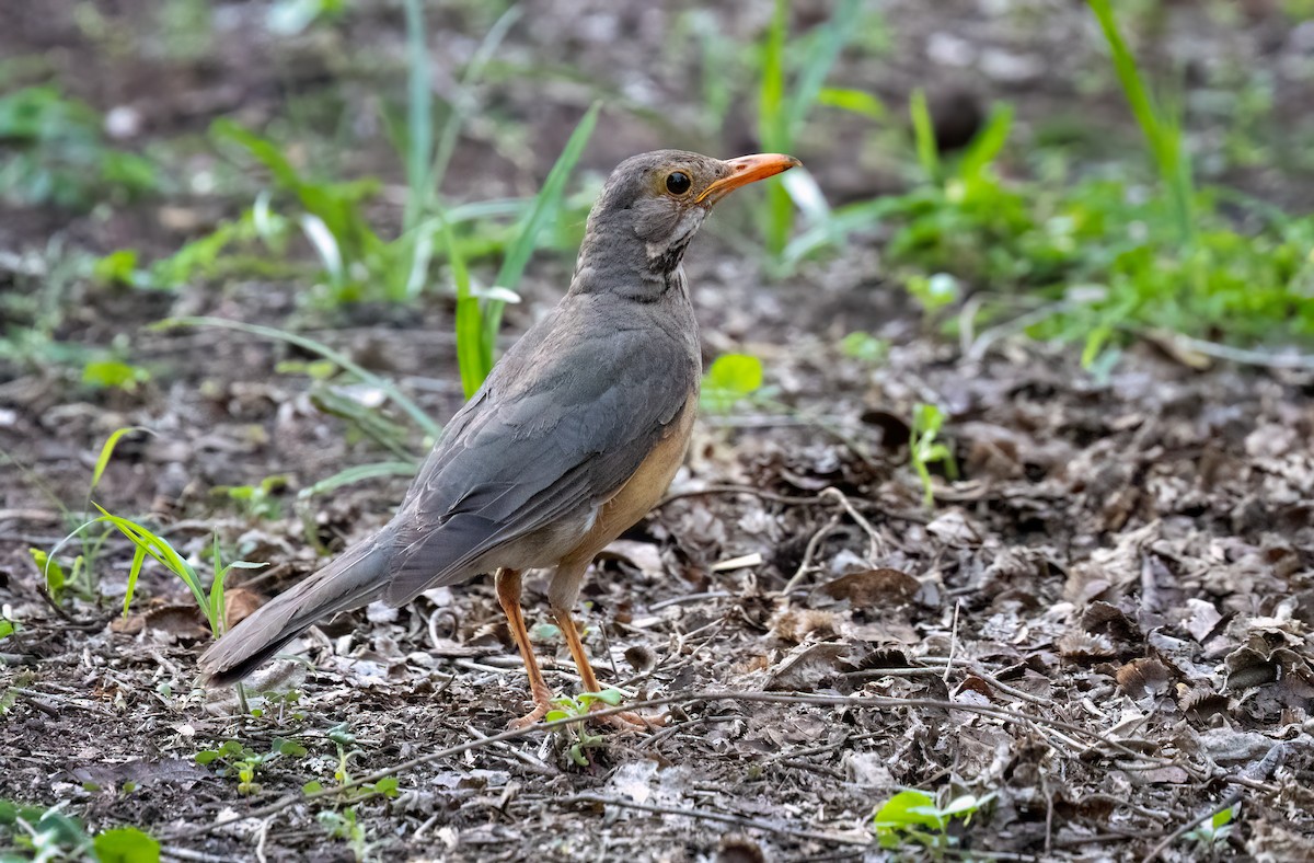Kurrichane Thrush - ML646531609